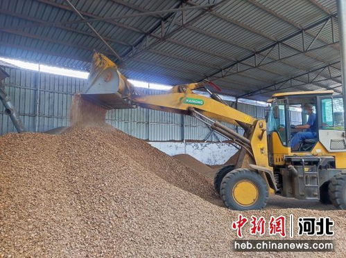 石家莊平山縣 發(fā)展核桃產(chǎn)業(yè) 開啟致富之門